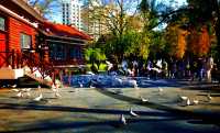 深秋的武漢解放公園——紅得發紫