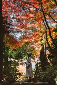 我在東京看紅葉拍到了人生照片