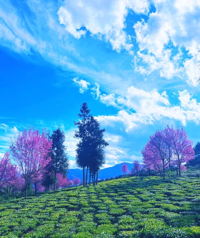 無量山櫻花谷冬日浪漫