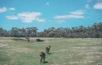 墨爾本小非洲，Werribee 真的值得一去