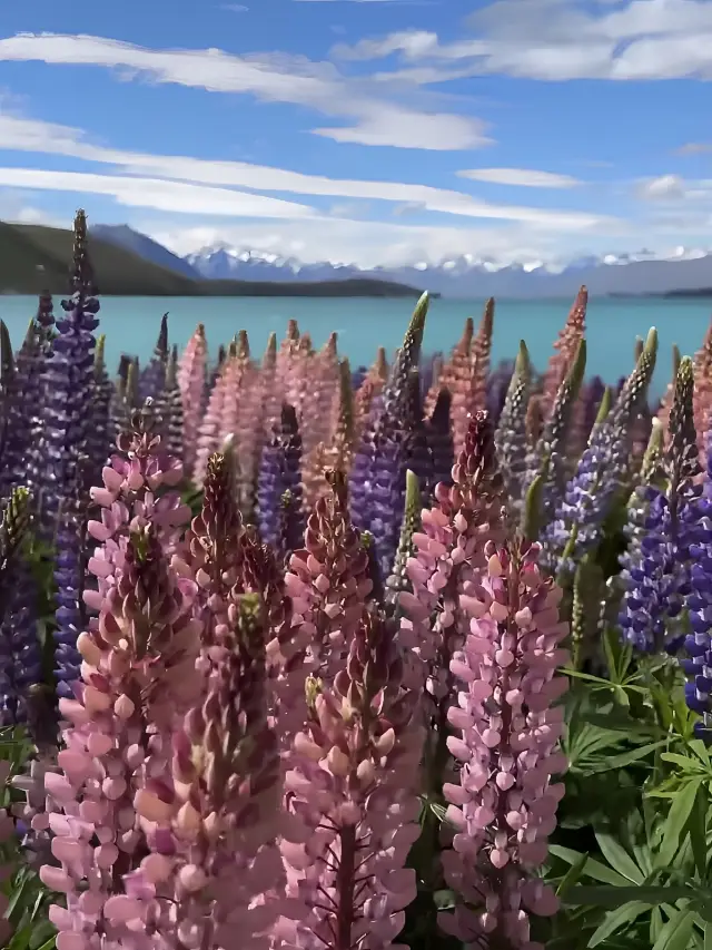 Tekapo, a dreamland