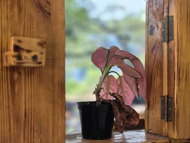 南國桃園｜分享佛山清幽午後好去處