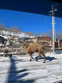 內蒙古呼和浩特等地3日遊 超實用攻略 趕緊馬住