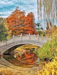 深圳·四海公園落羽杉，美如油畫世界