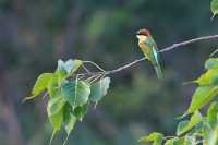 Common Animals in the Royal Botanical Gardens of Kandy