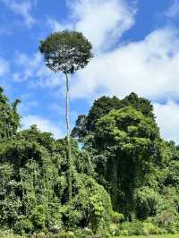 Exploring the Royal Botanic Gardens in Kandy, Sri Lanka