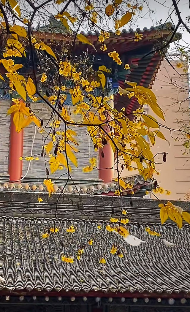 大興善寺的臘梅開了