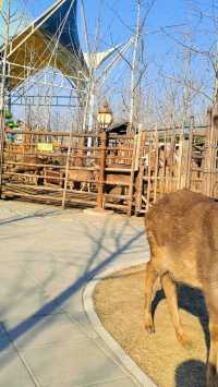 雄安辛瑪森林動物樂園的遊樂設施都有哪些特色呢？