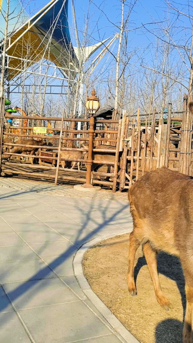 雄安辛瑪森林動物樂園的遊樂設施都有哪些特色呢？