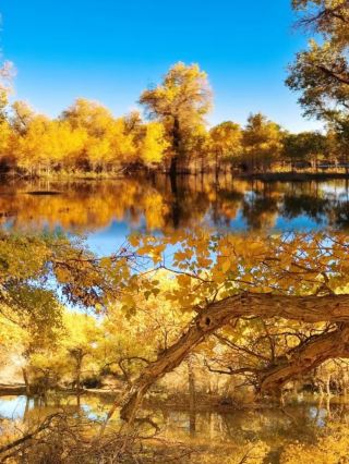 Visit the Populus euphratica forest in Yiwu, Xinjiang! Feel free and eternal