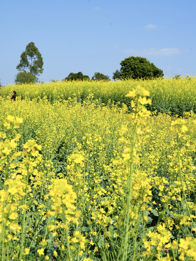 大理ではありません！深センの菜の花が満開中、無料の花畑が登場