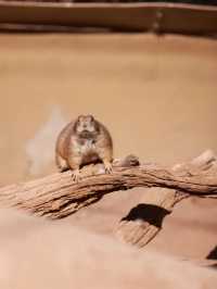 Exploring Phoenix Zoo in Arizona