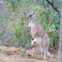 "你絕對沒想到，清遠長隆動物園竟然藏着這些秘密！"