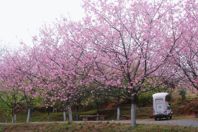 湖南衡陽常寧百萬櫻花園|櫻花浪漫  堆雲疊雪