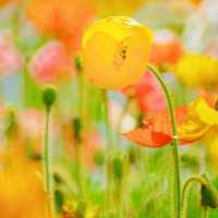 冬季花城廣州與鮮花的邂逅 