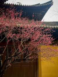 2.22杭州高麗寺梅花實況～