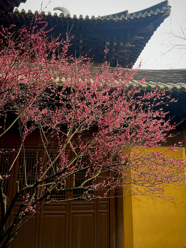 2.22杭州高麗寺梅花實況～