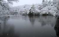 【京都· 龍安寺雪景·2025】