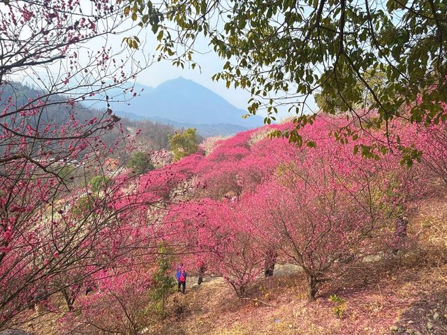 武漢木蘭花谷｜武漢市內闖入超壯觀的梅園花海