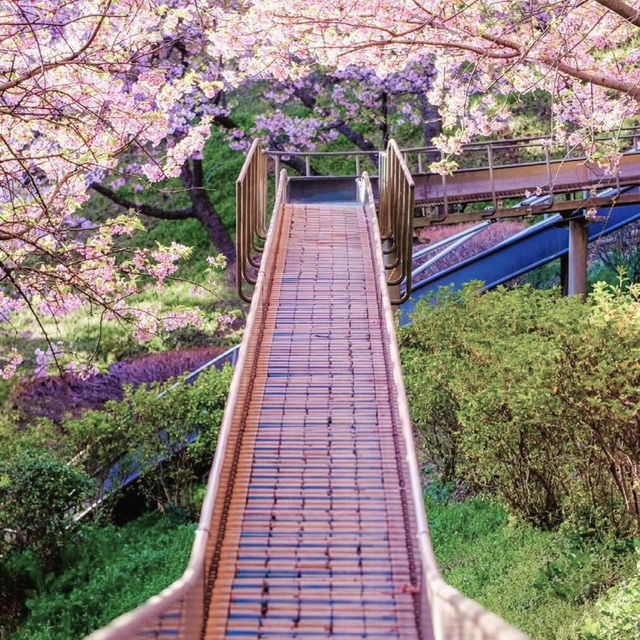 東京人私藏的賞櫻天花板🌸，一點不輸伊豆！