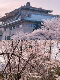 武漢賞櫻好去處‖武漢大學賞櫻最新攻略