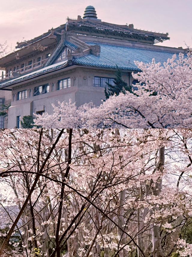 武漢賞櫻好去處‖武漢大學賞櫻最新攻略