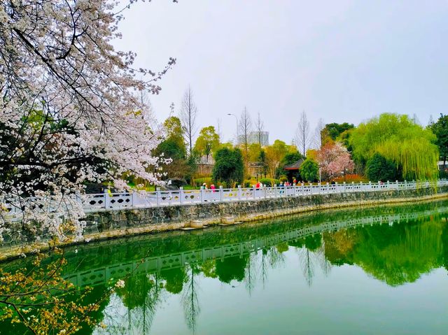 望月公園賞櫻花 望月公園賞櫻花