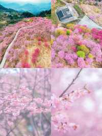 龍岩賞花攻略 | 令人陶醉嘅賞花勝地