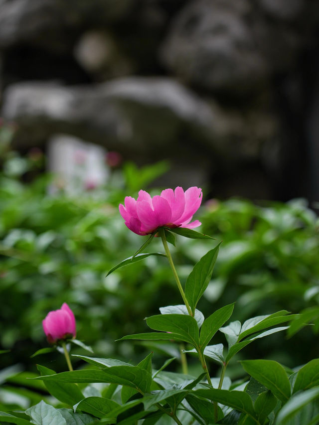 網師園：蘇州中型園林的明珠