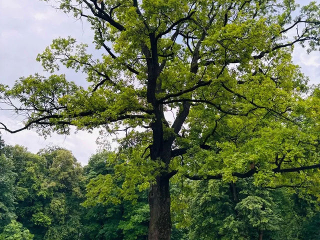 English Garden