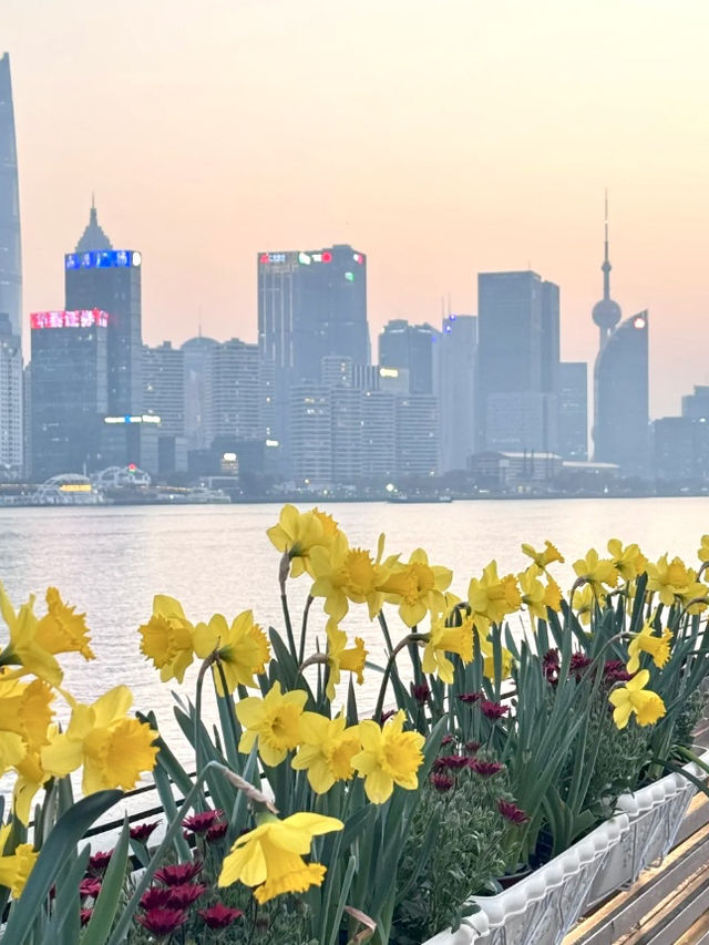 上海楊浦濱江附路線趁花期快來呀