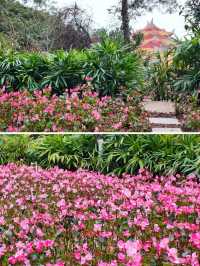 仙岳公園踏青攻略！週末帶上小夥伴一起賞花