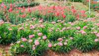 闖入春日花花世界！東莞香遇百花園全攻略