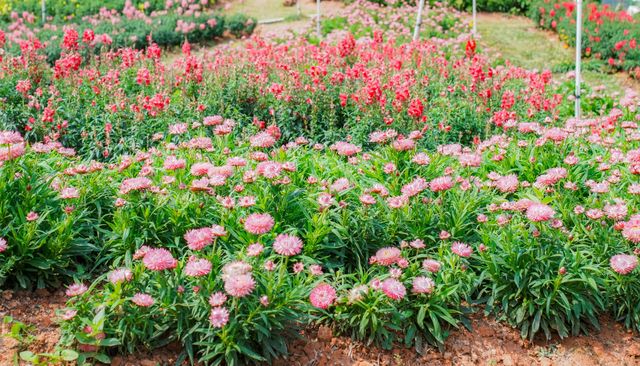 闖入春日花花世界！東莞香遇百花園全攻略