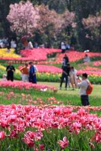 南昌鬱金香花海3月實況 遊玩攻略
