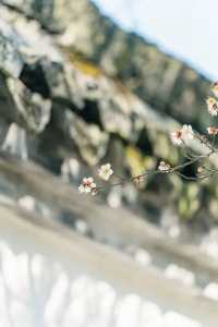 A Journey to Mingzhao Temple for the Blooming Plum Blossoms