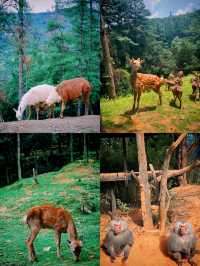 野生動物園邂逅生態精靈
