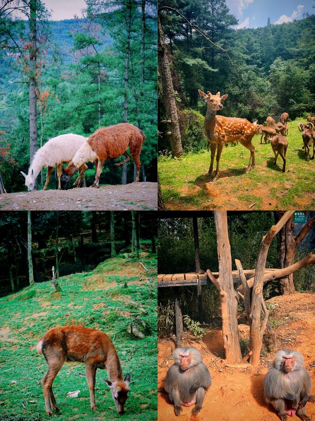野生動物園邂逅生態精靈