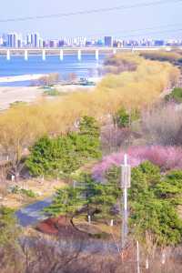 北京賞花新頂流預定！錯過等一年