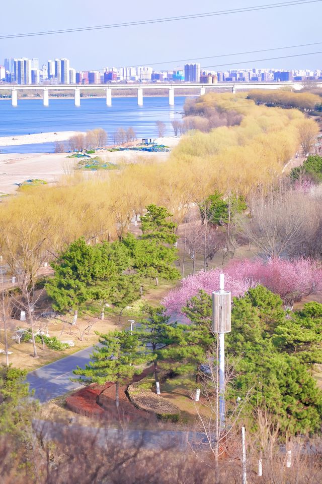 北京賞花新頂流預定！錯過等一年