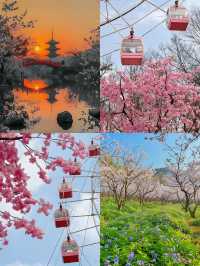 3月份櫻花季一定要去武漢看