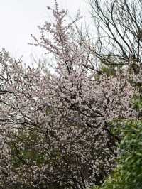來杭州北山街賞桃花吧～