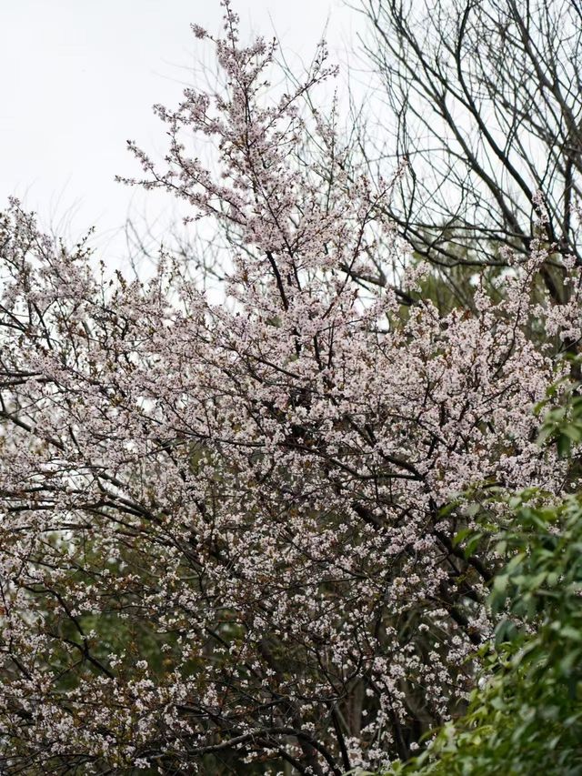 來杭州北山街賞桃花吧～