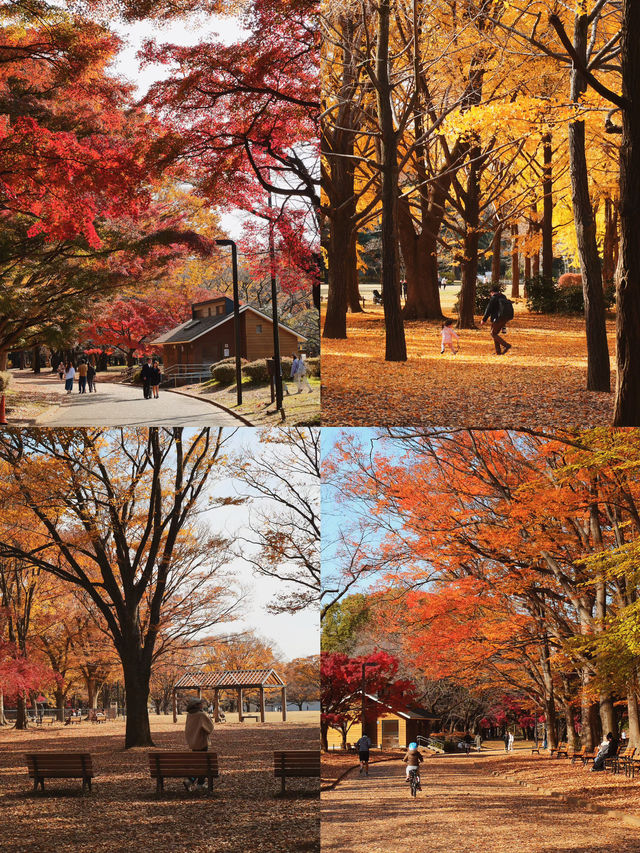 代々木公園での秋の完璧な日々を楽しむ