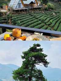 清遠!!茶園秘境民宿太適合 staycation