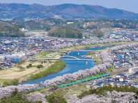 櫻映西公園，春風詩意濃