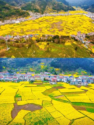Hanzhong Rapeseed Flower Sea | A Romantic Golden Spring