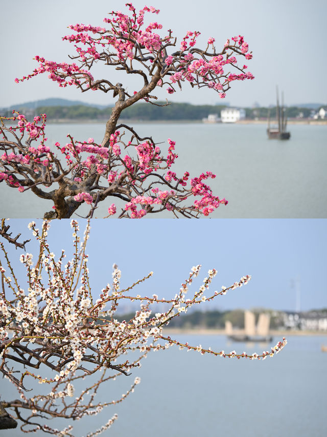 梅花盛開時「香雪海」三個字具象化了