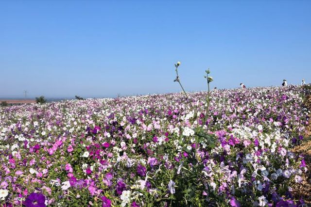 《呼圖壁石梯子天山花海景區：