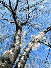 札幌賞櫻全攻略：北國都市的春日櫻花物語！